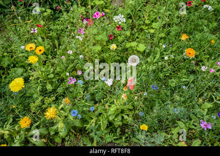 Prato sul ciglio della strada con erba alta e molti wild-crescente poco colorati fiori. Foto Stock