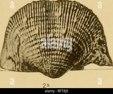 . Le formazioni carbonifero e di faune di Colorado. Geologia stratigrafica; la geologia e paleontologia; Paleontologia. . Si prega di notare che queste immagini vengono estratte dalla pagina sottoposta a scansione di immagini che possono essere state migliorate digitalmente per la leggibilità - Colorazione e aspetto di queste illustrazioni potrebbero non perfettamente assomigliano al lavoro originale. Girty, George Herbert, 1869-1939. Washington, Govt. stampa. off. Foto Stock