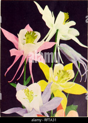 . Capitol city semi per 1956. Vivai (orticoltura) cataloghi; lampadine (piante) cataloghi; Verdure cataloghi; utensili da giardino cataloghi; semi cataloghi. ZINNIA, FANTASY Pkt misti. 10c.. AQUILEGIA, McKANA'S giganti. Pkt. 50C.. Si prega di notare che queste immagini vengono estratte dalla pagina sottoposta a scansione di immagini che possono essere state migliorate digitalmente per la leggibilità - Colorazione e aspetto di queste illustrazioni potrebbero non perfettamente assomigliano al lavoro originale. F. W. Bolgiano &AMP; Co; Henry G. vivaio di Gilbert e il commercio di sementi Catalogo Collezione. Washington, D. C. : F. W. Bolgiano Foto Stock