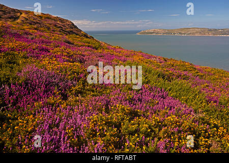 Bell heather e Western gorse guardando attraverso Conwy Bay, dal Sychnant passano sopra Conwy, il Galles del Nord, Regno Unito, Europa Foto Stock