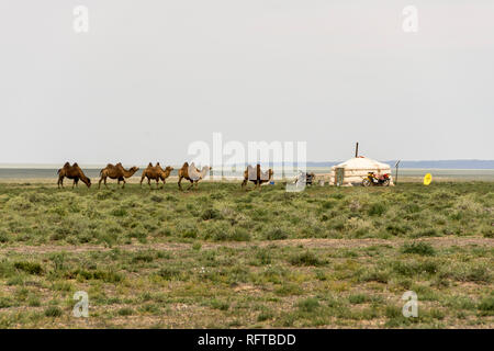 Pastori nomadi' ger camp nel deserto dei Gobi, Mongolia, Asia Foto Stock