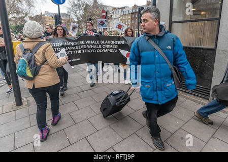 Londra, Regno Unito. Il 26 gennaio 2019. Dominic Dyer conduce il marzo da Cavendish Square all'Ambasciata Giapponese opponendosi al governo giapponese per la decisione di ritirarsi dalla Commissione baleniera internazionale (IWC) e riprendere la caccia commerciale alle balene nel luglio 2019. Questo potrebbe essere causa di molte specie di balene diventando sotto la minaccia. Peter Marshall / Alamy Live News. Foto Stock