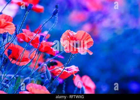 Sfondo naturale con scarlatto brillante fiori di papavero fiorì sul campo estivo in caldo morbido blu sera Foto Stock