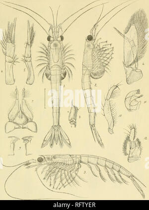 . Carcinologiske bidrag til Norges fauna. Mysidae; Crostacei. 7Z^-xi7r. Si prega di notare che queste immagini vengono estratte dalla pagina sottoposta a scansione di immagini che possono essere state migliorate digitalmente per la leggibilità - Colorazione e aspetto di queste illustrazioni potrebbero non perfettamente assomigliano al lavoro originale. La Sars, G. O. (Georg Ossian), 1837-1927; Kongelige Norske videnskabers selskab. Christiania, Brøgger &AMP; Christie's bogtrykkeri Foto Stock