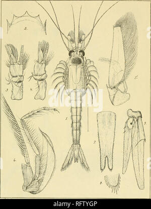 . Carcinologiske bidrag til Norges fauna. Mysidae; Crostacei. Tzf.XIV:. -L jc^ir^ U4?i. /N^o 4... Si prega di notare che queste immagini vengono estratte dalla pagina sottoposta a scansione di immagini che possono essere state migliorate digitalmente per la leggibilità - Colorazione e aspetto di queste illustrazioni potrebbero non perfettamente assomigliano al lavoro originale. La Sars, G. O. (Georg Ossian), 1837-1927; Kongelige Norske videnskabers selskab. Christiania, Brøgger &AMP; Christie's bogtrykkeri Foto Stock