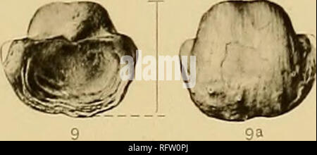 . Le formazioni carbonifero e di faune di Colorado. Geologia stratigrafica; la geologia e paleontologia; Paleontologia. c â r â ^. gb. Si prega di notare che queste immagini vengono estratte dalla pagina sottoposta a scansione di immagini che possono essere state migliorate digitalmente per la leggibilità - Colorazione e aspetto di queste illustrazioni potrebbero non perfettamente assomigliano al lavoro originale. Girty, George Herbert, 1869-1939. Washington, Govt. stampa. off. Foto Stock