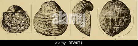 . Le formazioni carbonifero e di faune di Colorado. Geologia stratigrafica; la geologia e paleontologia; Paleontologia. U. S. geological survey Professional Paper n. 16 PL. V. Si prega di notare che queste immagini vengono estratte dalla pagina sottoposta a scansione di immagini che possono essere state migliorate digitalmente per la leggibilità - Colorazione e aspetto di queste illustrazioni potrebbero non perfettamente assomigliano al lavoro originale. Girty, George Herbert, 1869-1939. Washington, Govt. stampa. off. Foto Stock