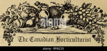 . Il canadese del giardiniere. Coltivatori di frutta' Association of Ontario; frutti-coltura. SIM SCRIP HON prezzo, $1,00 all'anno, che dà diritto all'utente di appartenenza del frutto Srowers' Association of Ontario e tutti i suoi privilegi, compresa una copia della sua pregevole relazione annuale ed una quota nella sua distribuzione annuale delle piante e alberi. Le rimesse inviate mediante lettera raccomandata sono a nostro rischio e pericolo. Entrate sarà riconosciuto all'etichetta indirizzo. La resa di un 5 anno di età Ben Davis Melo-Mr. J. G. Mitchell, di Clarksburg, scrive a noi dare la quantità esatta di frutti raccolti quest'anno da un Ben Da Foto Stock