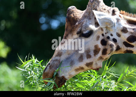 Colpo alla testa di un kordofan giraffe (giraffa camelopardalis antiquorum) mangiare le foglie Foto Stock