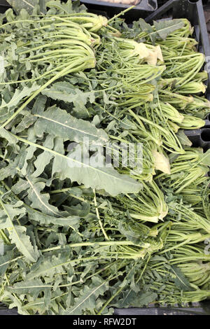 Varietà di broccoli chiamato BROCCOLI FIOLARO in lingua italiana è una coltura tipica della valle padana per la vendita in comune di Creazzo in Venet Foto Stock