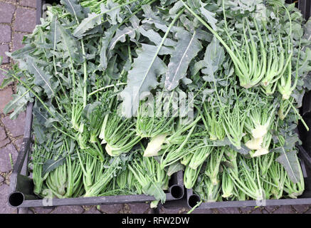 Verde varietà di broccoli chiamato BROCCOLO FIOLARO in lingua italiana è una coltura tipica della Pianura Padana in comune di Creazzo in Veneto R Foto Stock