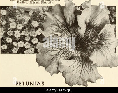 . Capitol city semi : 1952. Vivai (orticoltura) cataloghi; lampadine (piante) cataloghi; Verdure cataloghi; utensili da giardino cataloghi; semi cataloghi. 830. Petunia, giganti di Cahfornia, increspato, mista. Pkt. 25C.. PETUN La Petunia è un altro di quelle importanti annuari di molti usi. Ci sono i a fiore grande raddoppia così fine quando coltivate in vaso; balcone tipo, deliziosa in un aggancio-cestello o quando la depressione sul lato di una finestra-box o vasca da giardino. Ci sono compatte poco bush tipi che guardate bene al bordo delle frontiere, mentre tutti i tipi sono deliziosi quando piantati in letti solidi per masse di Foto Stock