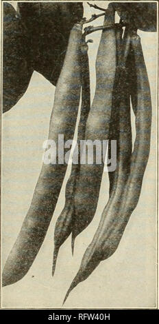 . Capitol city semi per 1942. Vivai (orticoltura) cataloghi; lampadine (piante) cataloghi; Verdure cataloghi; utensili da giardino cataloghi; semi cataloghi; pollame le attrezzature e le forniture dei cataloghi. F. W. BOLGIANO &AMP; CO., INC., Washington, D. C. i pacchi postali prezzi vedi pagina 3 semi-Verde Podded Bush non importa quanto piccolo o quanto sia grande il vostro giardino, certamente lei desidera dedicare un po' di spazio per i fagioli. Non vi è praticamente qualsiasi tipo di raccolto che provvederà al rimborso di più per il vostro tempo e i vostri sforzi. Essi sono molto sano e nutriente. I fagioli sono vigorosa coltivatori e produttori di abbondanti. Le piante della greenpod bush gamma di varietà Foto Stock