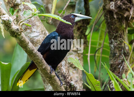 Un Castagno capo-Oropendola (Psarocolius wagleri) appollaiato su un ramo. Costa Rica, America centrale. Foto Stock