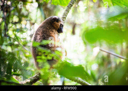 Golden Bamboo Lemur (Hapalemur aureus), Ranomafana National Park, Haute Matsiatra Regione, Madagascar, Africa Foto Stock