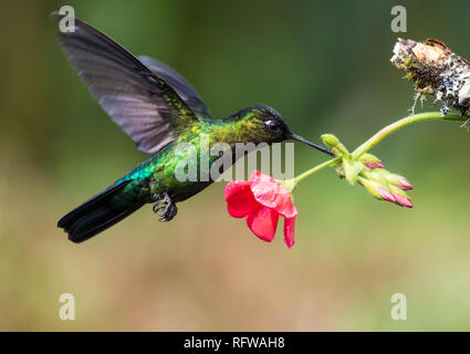 Un Fiery-throated Hummingbird (Panterpe insignis) alimentazione su fiori. Costa Rica, America centrale. Foto Stock