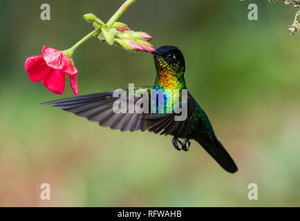 Un Fiery-throated Hummingbird (Panterpe insignis) alimentazione su fiori. Costa Rica, America centrale. Foto Stock