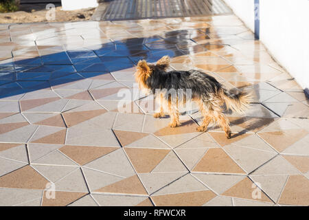 Nero e sable tan tipica razza australian terrier cane Foto Stock
