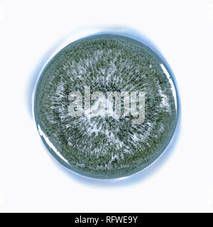 Panorama sferica di un bosco invernale Foto Stock