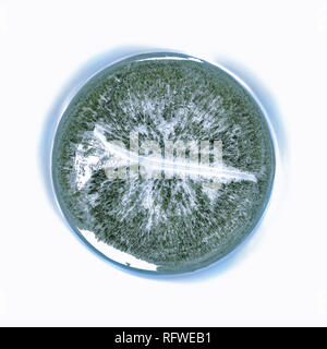 Panorama sferica di un bosco invernale Foto Stock