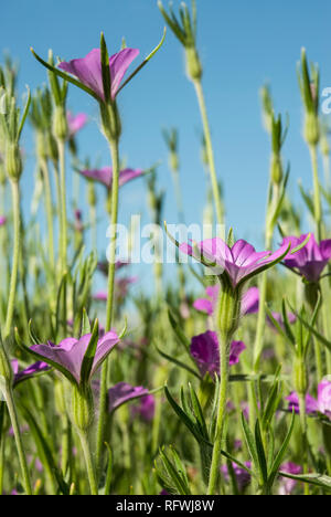 Rosa luminoso corncockle/ agrostemma githago crescono naturalmente in estate il sole. Foto Stock