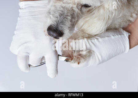 Cane di trimming artigli in clinica veterinaria vista ravvicinata Foto Stock