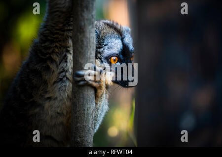 Comune lemure marrone (il Eulemur fulvus), Andasibe, Madagascar, Africa Foto Stock