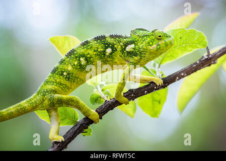 Il Gigante malgascio Chameleon (Furcifer oustaleti), Anja riserva comunitaria, Haute Matsiatra Regione, Madagascar, Africa Foto Stock