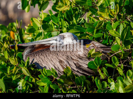 Pellicano marrone (Pelecanus occidentalis), Puerto Ayora, Santa Cruz (infaticabile) Isola, Galapagos, Sito Patrimonio Mondiale dell'UNESCO, Ecuador, Sud America Foto Stock