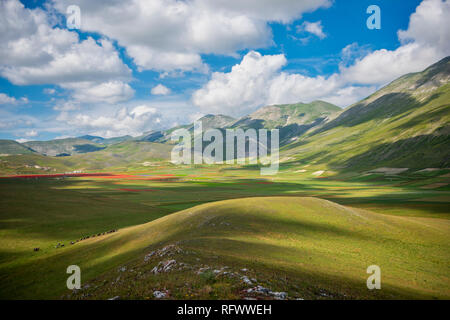 Cavalli sul plateau Piano Grande di Castelluccio di Norcia Parco Nazionale dei Monti Sibillini, Umbria, Italia, Europa Foto Stock