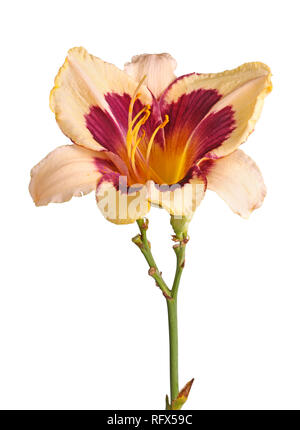 Unico stelo con una crema deformati e maroon daylily fiore (Hemerocallis ibride) isolati contro uno sfondo bianco Foto Stock