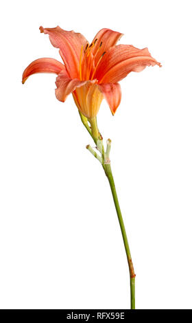 Unico stelo con una rosa daylily fiore (Hemerocallis ibride) isolati contro uno sfondo bianco Foto Stock