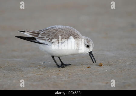 Sanderling (Calidris alba) in non-allevamento piumaggio rovistando su un golfo del Messico beach - Florida Foto Stock