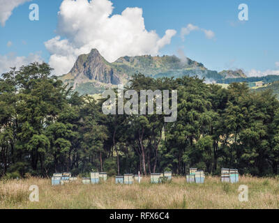 Apiario rurale, alveari in pascolo ruvida accanto alla foresta kanuka, Tapuaeroa Valley, East Cape, Isola del nord, Nuova Zelanda Foto Stock