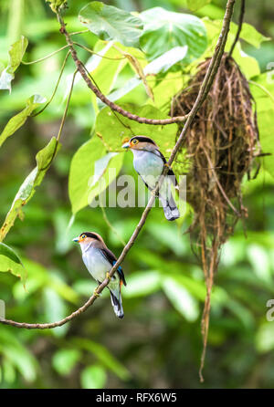 Argento-breasted Broadbill, uccelli in piedi su un ramo in natura. Foto Stock