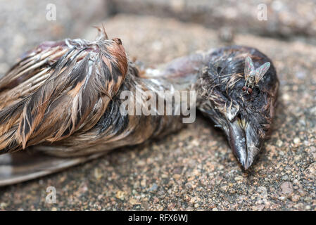 Dead uccellino sul terreno, e vola sciame sul corpo. Foto Stock