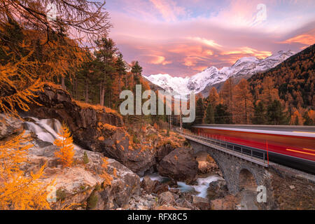 Bernina Express treno in transito lungo i boschi colorati in autunno, Morteratsch Engadin del cantone dei Grigioni, Svizzera, Europa Foto Stock
