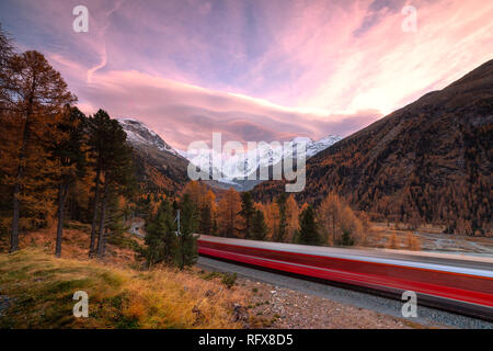 Bernina Express e coloratissimi boschi in autunno, Morteratsch Engadin del cantone dei Grigioni, Svizzera, Europa Foto Stock