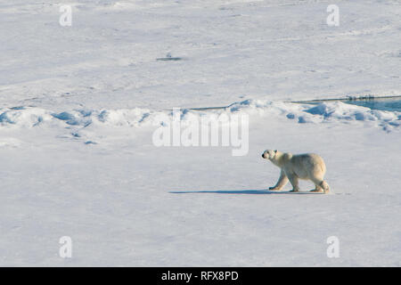 Orso polare (Ursus maritimus) in alta arctic vicino al Polo Nord, artiche, Russia, Europa Foto Stock