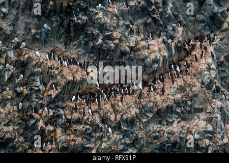 Gigante di colonie di uccelli marini sulla spettacolare formazione rocciosa di basalto colonnare, Skala Rubini, Franz Josef Land arcipelago, Artico, Russia Foto Stock