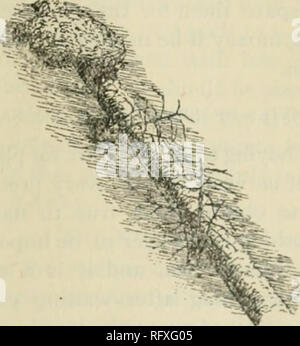 . Il canadese del giardiniere [mensilmente], 1889. Il giardinaggio; Canadian periodici. Il Cntiadian giardiniere. 305 SEASONABLE suggerimenti per i coltivatori di frutta. Protezione invernale. Nella nostra relazione tor 1888, pagina 15, alcuni si è fatto riferimento alla protezione dei cespugli di lampone ; e la modalità tiiat è praticato nella Otta- wa valle è descritto. Le canne sono allowetl per far crescere il più a lungo possibile senza il taglio posteriore, al fine tliat essi possono essere facilmente piegata a terra e tenuto fermo con zolle o un lungo palo o al rail di cui sopra i tetti in modo che la neve si raccolgono oltre tliem e permettere una perfetta Foto Stock