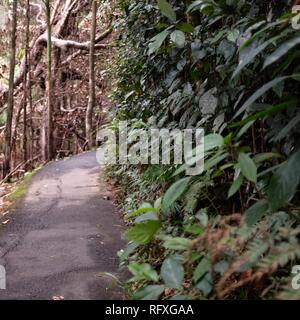 Un percorso con fuoco vegetazione danneggiata da un lato e verde sull'altro, sky circuito di finestra a piedi, Eungella national park, Queensland Foto Stock