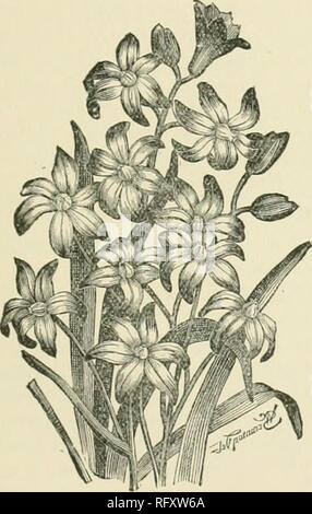 . Il canadese del giardiniere [mensilmente], 1897. Il giardinaggio; Canadian periodici. M flolx^v (gapd^Q DOD L,dLoi). ^ gloria della neve.. Fic. Ioni.-C. Licii.iAE ne del handsomest primi fiori di primavera che è stato recentemente messo in coltura è Chionodoxa I-uciliae, o di Lucilia Chionodoxa. Il genere prende il nome da Chion, neve e doxa, gloria ; un nome dato dalla sua abitudine di fioritura così presto in primavera nel suo habitat nativo, quasi prima che la neve ha tutti si scioglieva. Il genere appartiene alla famiglia del giglio, ed è un piccolo hav- ing solo tre varietà conosciute, vale a dire F. C. cretica Foto Stock