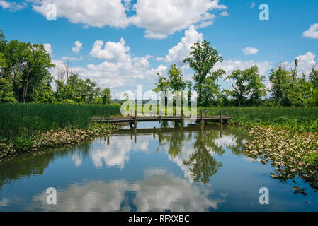 Zona umida lungo il Monte Vernon Trail in Alexandria, Virginia Foto Stock