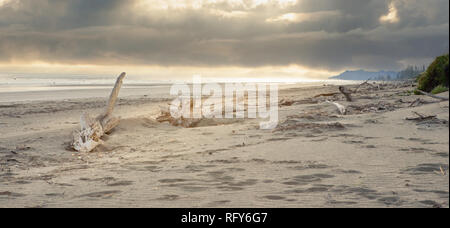La mattina presto, il sole sta sorgendo attraverso le nuvole e la lunga spiaggia di sabbia bianca sparse con driftwood è bagnata in oro morbida luce. Foto Stock