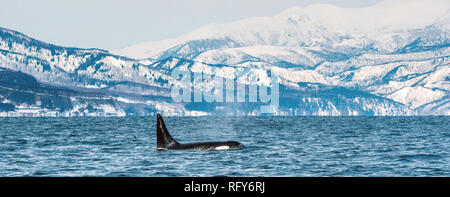 Orca o balena killer, Orcinus Orca, viaggiando in Mare di Ohotsk, montagne coperte di neve sullo sfondo. Foto Stock