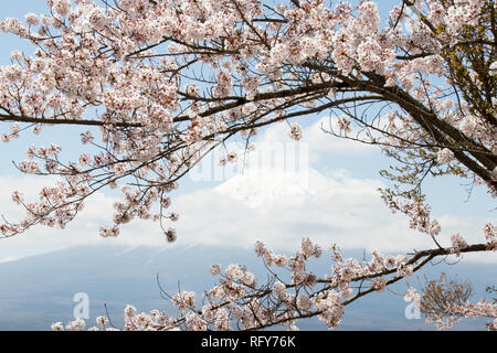 Monte Fuji in Giappone come sfondo con sakura blossom come primo piano Foto Stock