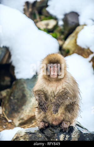 Macaque giapponese sulla pietra. Hot Springs nella stagione invernale. I giapponesi macaque ( nome scientifico: Macaca fuscata), noto anche come la neve Foto Stock