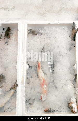 Scatola di pesce appena pescato. Mazzetto di spigola in una scatola, su ghiaccio. Foto Stock