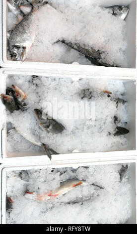 Scatola di pesce appena pescato. Mazzetto di spigola in una scatola, su ghiaccio. Foto Stock
